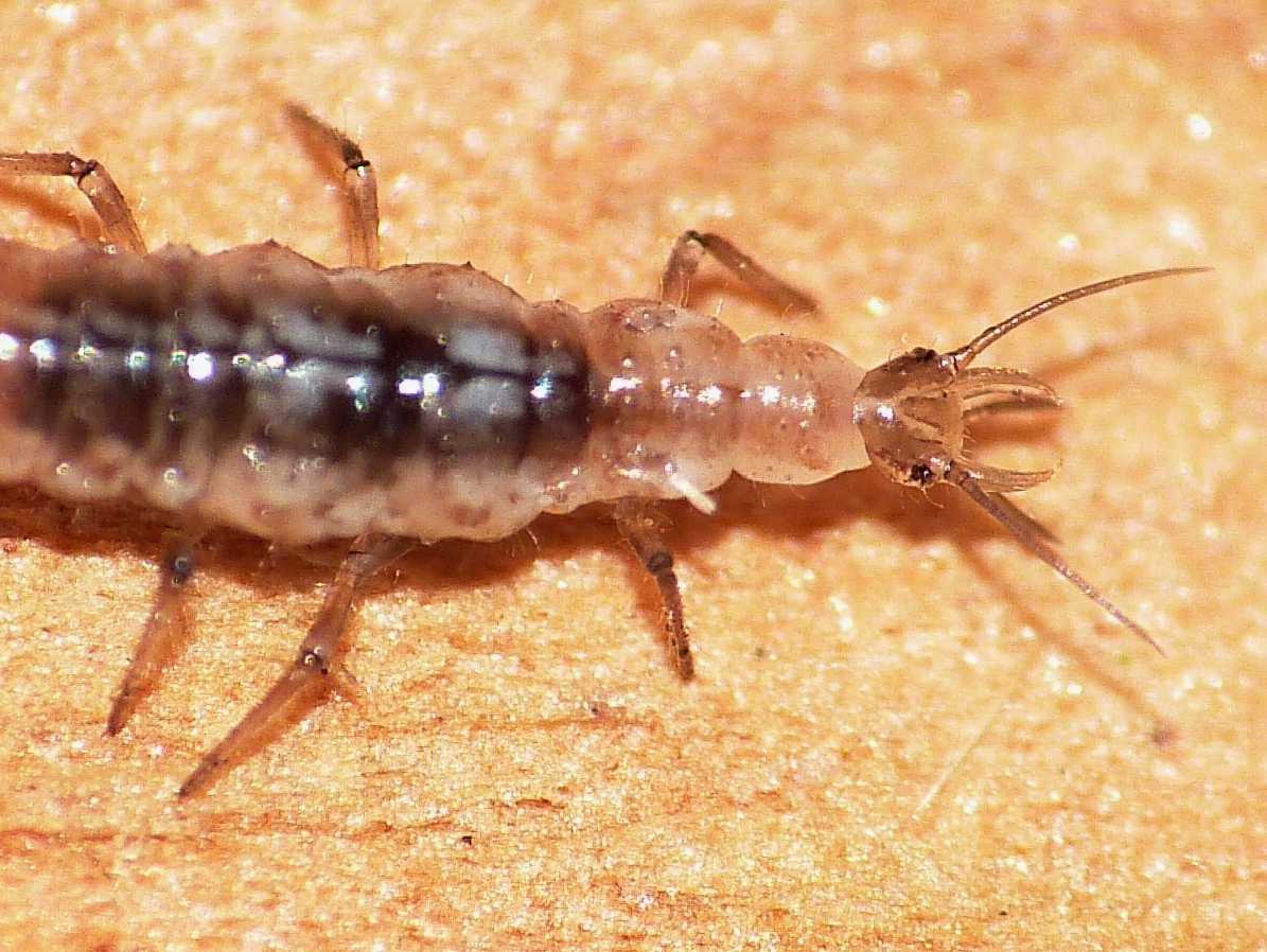 Larva di Hemerobiidae:  Micromus cfr. angulatus - Ostia (RM)